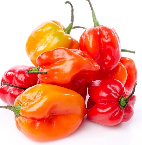 Habanero Chile